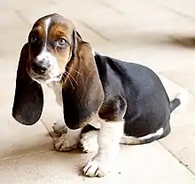 Image 44Basset Hound (from Puppy)