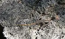 A pointy-faced lizard with light and dark brown stripes, black eyes, splayed toes, and a long thin tail.