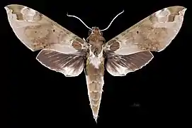 Cechenena helops helops, female dorsal view