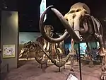 The centerpiece of the Cenozoic hall, Platybelodon, Stegodon, and a Woolly Mammoth mount.