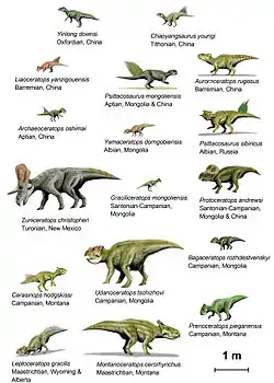 Image 7CeratopsiaImage credit: ArthurWeasleyDiagram showing the appearances and relative sizes of 18 basal species of Ceratopsians (frilled, beaked dinosaurs typified by Triceratops). Animals are shown in order of geologic stage from left to right and top to bottom, with species names and stage information as annotation.Ceratopsians were beaked herbivores who lived in what are now North America and Asia, during the Cretaceous Period. Early members such as Psittacosaurus were small and bipedal. Later members, including ceratopsids like Centrosaurus and Triceratops, became very large quadrupeds and developed elaborate facial horns and a neck frill.More selected pictures