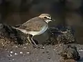 Kentish plover (C. alexandrinus)