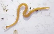 Image 21Among the centipedes, all members of the Geophilomorpha are constrained by a developmental bias to have an odd number of segments, whether as few as 27 or as many as 191. (from Evolutionary developmental biology)