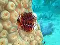 Christmas tree worm on brain coral