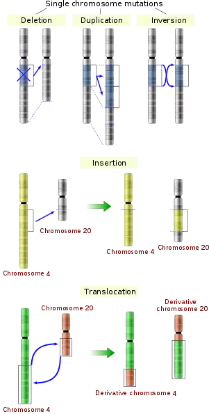 Image 19Five types of chromosomal mutations (from Mutation)