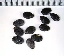 Seeds