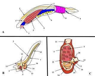 Image 5A. Lancelet (a chordate), B. Larval tunicate, C. Adult tunicate. Kowalevsky saw that the notochord (1) and gill slit (5) are shared by tunicates and vertebrates. (from Evolutionary developmental biology)