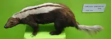 Museum exhibit of brown skunk with white stripes