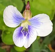 Confederate violet flower