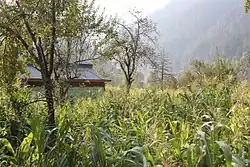 Corn fields at Athmuqam