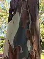 Shedding trunk bark