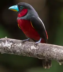 Black-and-red broadbill perching on a branch looking left