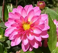 Image 12The dahlia was declared the national flower of Mexico in 1963. (from Culture of Mexico)