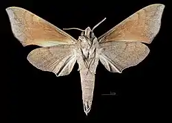 Darapsa myron mexicana ventral female