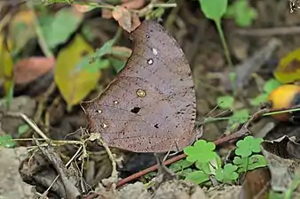 M. p. bela dry-season formChitwan, Nepal
