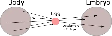 Image 13Diagram of Charles Darwin's pangenesis theory. Every part of the body emits tiny particles, gemmules, which migrate to the gonads and contribute to the fertilised egg and so to the next generation. The theory implied that changes to the body during an organism's life would be inherited, as proposed in Lamarckism. (from History of genetics)