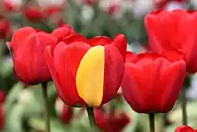 Image 3A red tulip exhibiting a partially yellow petal due to a mutation in its genes (from Mutation)