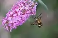 A snowberry clearwing moth carrying pollen on its proboscis while hovering at a Buddleja blossom