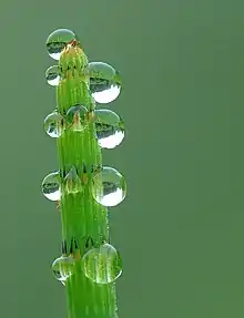 Image 7GuttationPhoto credit: Luc ViatourAn example of guttation, the appearance of drops of xylem sap on the tips or edges of leaves of some vascular plants, on an Equisetum. At night, transpiration usually does not occur because most plants have their stomata closed. When there is a high soil moisture level, water will enter plant roots, because the water potential of the roots is lower than in the soil solution. The water will accumulate in the plant creating a slight root pressure. The root pressure forces some water to exude through special leaf tip or edge structures, hydathodes, forming drops. Guttation is not to be confused with dew, which condenses from the atmosphere onto the plant surface.