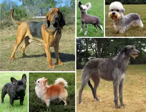 Image 9Montage showing the morphological variation of the dog. (from Dog breed)
