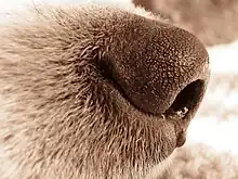 Image 48The highly sensitive nose of a dog. (from Dog anatomy)