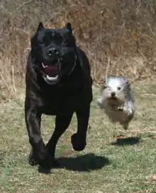 Image 14The difference in overall body size between a Cane Corso (Italian mastiff) and a Yorkshire terrier is over 30-fold, yet both are members of the same species. (from Domestication of the dog)