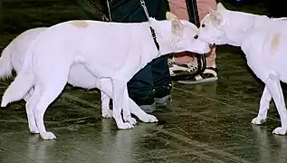 Two dogs sniffing each other