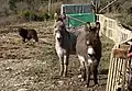 Donkeys near Great South Tolgus Mine