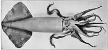 Humboldt squid (Dosidicus gigas, max. 1.5 m or 4.9 ft)