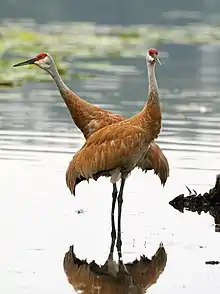Two sandhill cranes standing in water
