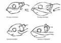 Drawings of differences in Asiatic striped squirrel species - close-up of the head region in lateral view
