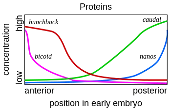 Image 14Gene product distributions along the long axis of the early embryo of a fruit fly (from Evolutionary developmental biology)