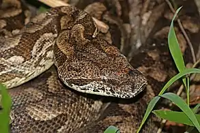 Acrantophis type species; Dumeril's boa (A. dumerili)
