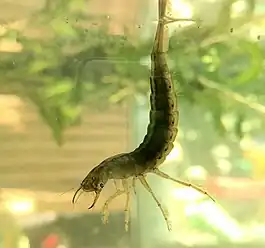 The diving beetle Dytiscus marginalis larva in a pond