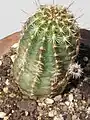 Echinocereus virdiflorus