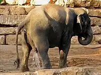 Asian elephant (Elephas maximus)