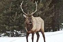 Photograph of elk in the snow