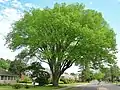 West Hartford Elm - Large American elm in West Hartford, Connecticut (May 2017). Girth 16&nbsp;ft, 3 inches at 4.5&nbsp;ft above ground; height 74&nbsp;ft; spread 97&nbsp;ft.