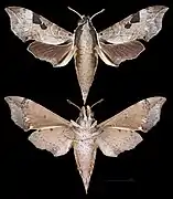 Enpinanga borneensis