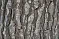 Bark