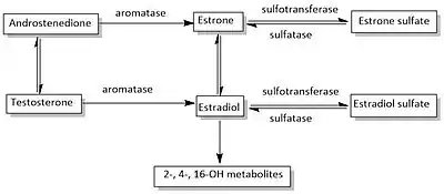 Estrogen biosynthetic pathway.