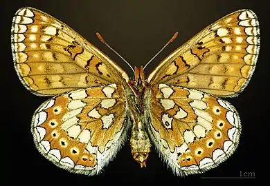 Ventral side