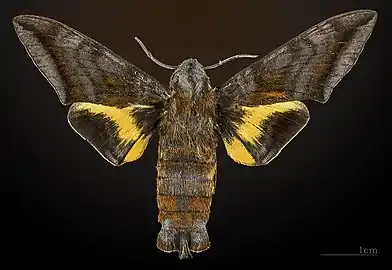 Eupyrrhoglossum corvus