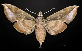 Female underside