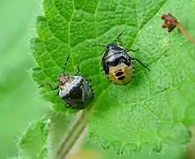 Adult with final instar nymph
