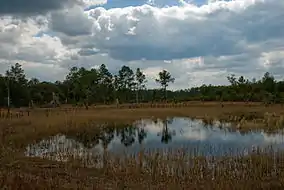 Image 7Farles Prairie in Ocala National Forest