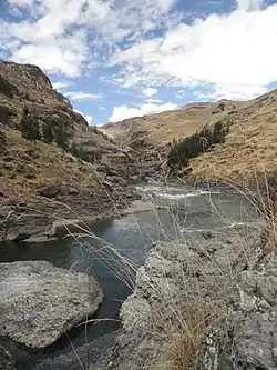 Chilliwa (Festuca dolichophylla) growing at the Apurímac River in the Canas Province