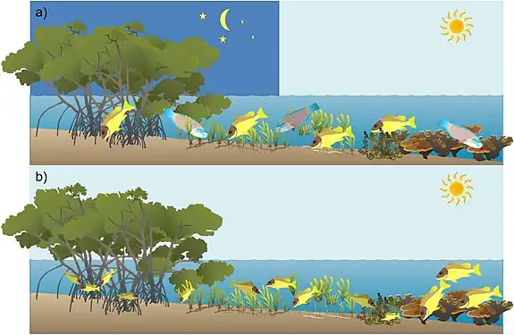 Fish migrations between coral reef, macroalgae, seagrass and mangrove habitats: (a)&nbsp;diel and tidal foraging migrations, (b)&nbsp;ontogenetic migration of juvenile coral reef fish.
