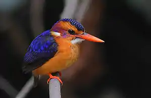 Image 24African pygmy kingfisher, showing coloration shared by all adults of that species to a high degree of fidelity. (from Speciation)
