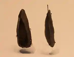 Flint stone points, Boqer Tahtit Cave (Ein Avdat) and el‑Wad Cave, 50000 – 28000 BP (Israel Museum)